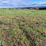 Sida (plug plant) at Boghall, October 2024