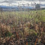 Sida (rhizomes)