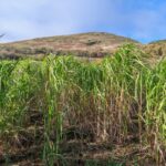 Miscanthus giganteus