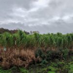 Miscanthus giganteus at Ayrshire, October 2024