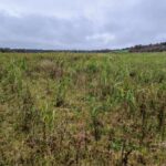 Miscanthus Athena™ at Ayrshire, October 2024