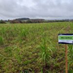 Miscanthus Athena™ at Ayrshire, October 2024