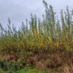 SRC Willow at Ayrshire, October 2024