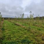 Italian Poplar at Ayrshire, October 2024