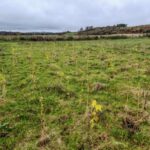 Sida at Ayrshire, October 2024