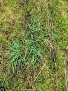 Switchgrass emergence?