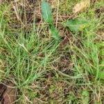 Reed Canary Grass Emergence?