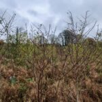 Black Locust at Ayrshire, October 2024