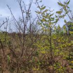 Black Locust at Ayrshire, October 2024