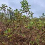 Alder at Ayrshire, October 2024