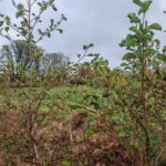 Alder at Ayrshire, October 2024
