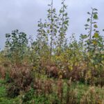 SRC Poplar at Ayrshire, October 2024