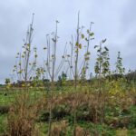 SRC Poplar at Ayrshire, October 2024