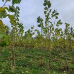 SRF Poplar at Ayrshire, October 2024