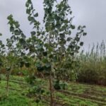 SRF Poplar at Ayrshire, October 2024