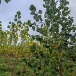 SRF Poplar at Ayrshire, October 2024