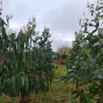 Eucalyptus at Ayrshire, October 2024