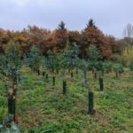 Eucalyptus at Ayrshire, October 2024