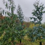 Eucalyptus at Ayrshire, October 2024