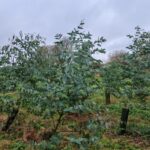 Eucalyptus at Ayrshire, October 2024