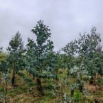 Eucalyptus at Ayrshire, October 2024