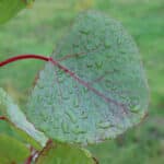 Poplar at Aberystwyth, October 2024