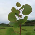 Poplar at Aberystwyth, October 2024