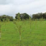 Poplar at Aberystwyth, October 2024
