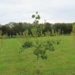 Poplar at Aberystwyth, October 2024