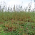 Willow at Aberystwyth, October 2024