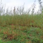 Willow at Aberystwyth, October 2024