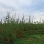 Willow at Aberystwyth, October 2024
