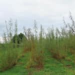 Willow at Aberystwyth, October 2024