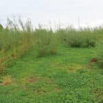 Willow at Aberystwyth, October 2024