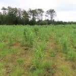 Miscanthus at Aberystwyth, October 2024