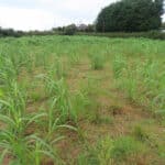 Miscanthus at Aberystwyth, October 2024