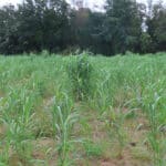 Miscanthus at Aberystwyth, October 2024
