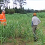 Miscanthus at Aberystwyth, October 2024