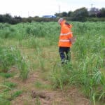 Miscanthus at Aberystwyth, October 2024