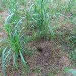 Miscanthus at Aberystwyth, October 2024