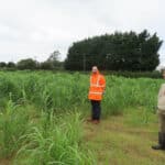 Miscanthus at Aberystwyth, October 2024