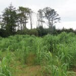 Miscanthus at Aberystwyth, October 2024
