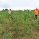 Miscanthus at Aberystwyth, October 2024