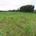 Miscanthus at Aberystwyth, October 2024