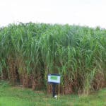 Miscanthus at Aberystwyth, October 2024