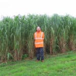 Miscanthus at Aberystwyth, October 2024