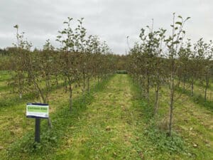 SRF Alder At Hillsborough, October 2024