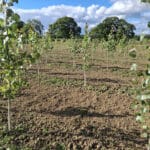 Italian Poplar at Cockle Park Farm, Sept. 2024