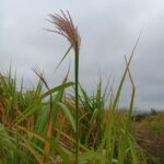 2023 Miscanthus variety trial at Headley Hall, October 2024