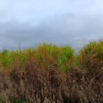 2023 Miscanthus variety trial at Headley Hall, October 2024
